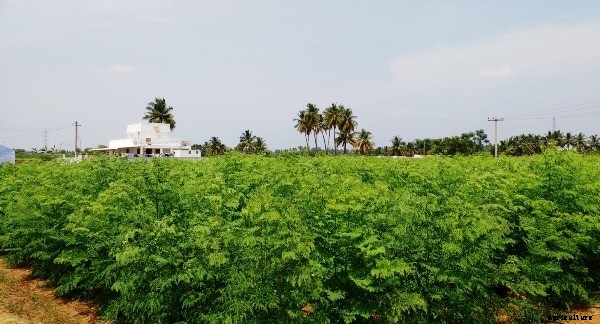Drumstick Farming Project Report (Moringa), Cost and Profit