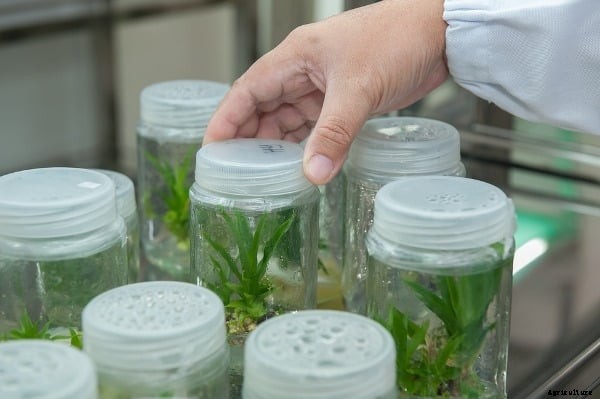 Tissue Culture Plants Techniques For Beginners