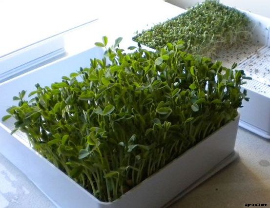 Microgreens Farming, Cost and Profit Information
