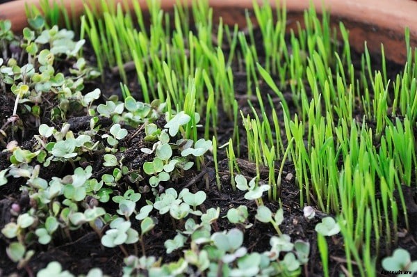 Microgreens Farming, Cost and Profit Information
