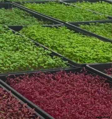 Microgreens Farming, Cost and Profit Information