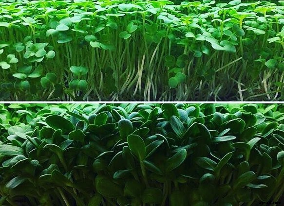 Microgreens Farming, Cost and Profit Information