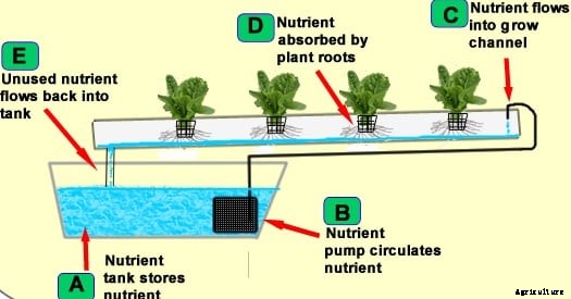 Hydroponic Gardening Techniques, Basics, and Ideas