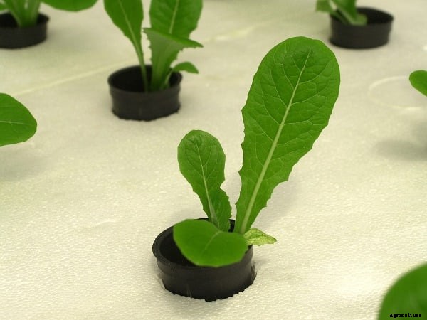 Hydroponic Gardening Techniques, Basics, and Ideas