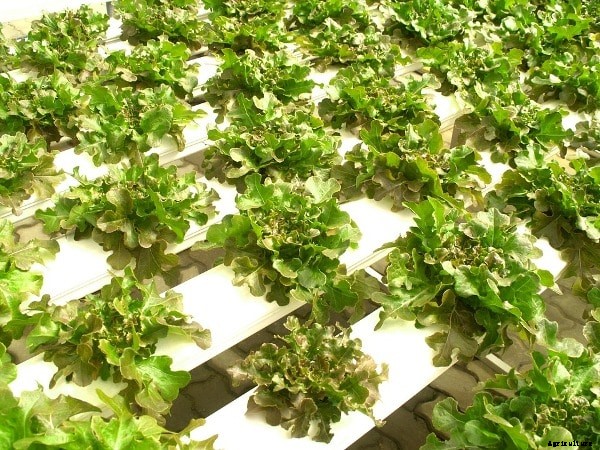 Hydroponic Gardening Techniques, Basics, and Ideas