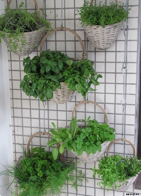 Vertical Gardening Ideas, Techniques, Methods