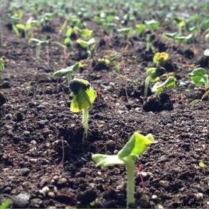 Growing Lady Finger In Pots, Containers, Indoors