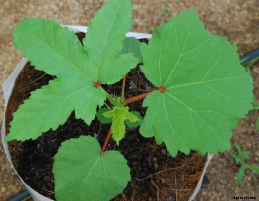 Growing Lady Finger In Pots, Containers, Indoors