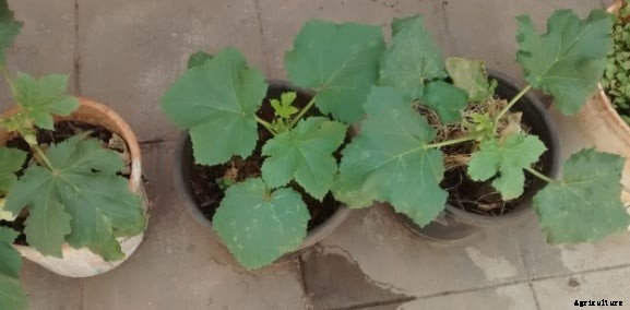 Growing Lady Finger In Pots, Containers, Indoors