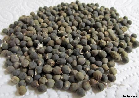 Growing Lady Finger In Pots, Containers, Indoors