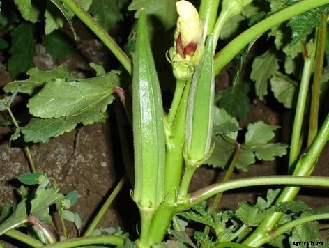 Growing Lady Finger In Pots, Containers, Indoors