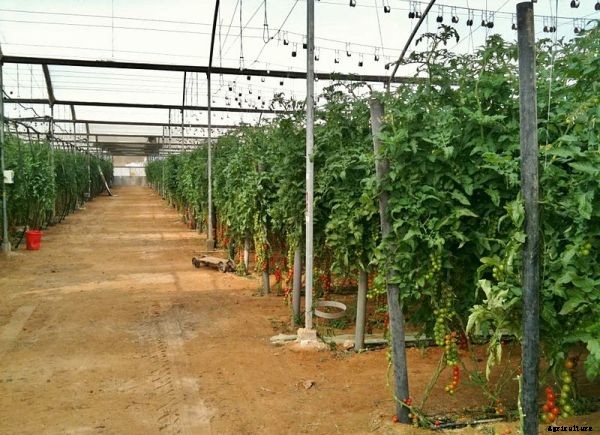 Greenhouse Farming Business Plan For Beginners