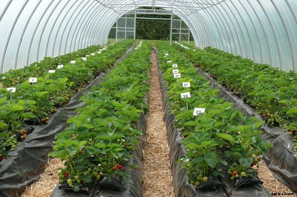 Greenhouse Farming Business Plan For Beginners
