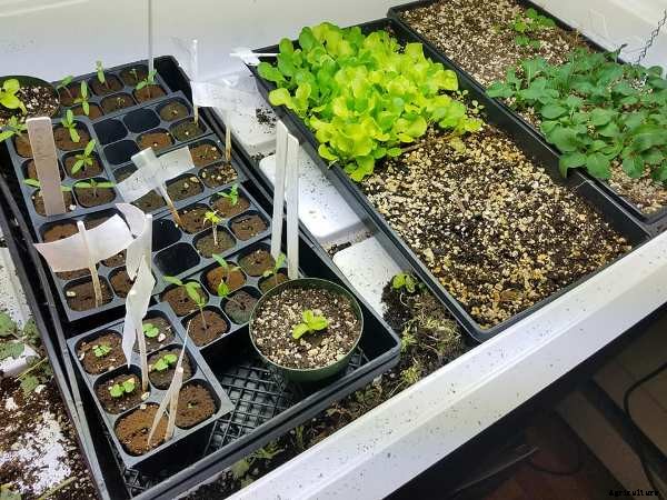 Indoor Growing, Gardening Ideas and Tips