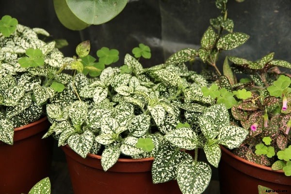 Indoor Growing, Gardening Ideas and Tips