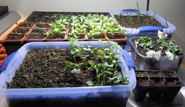 Indoor Growing, Gardening Ideas and Tips