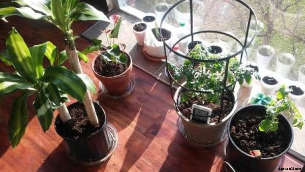 Indoor Growing, Gardening Ideas and Tips