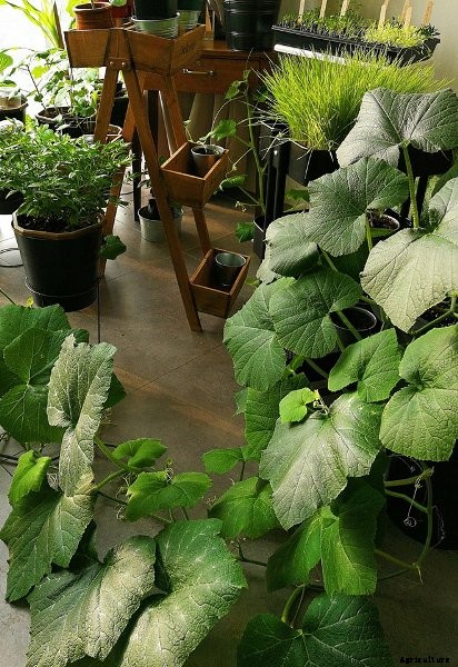Indoor Growing, Gardening Ideas and Tips