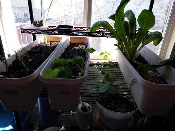 Indoor Growing, Gardening Ideas and Tips