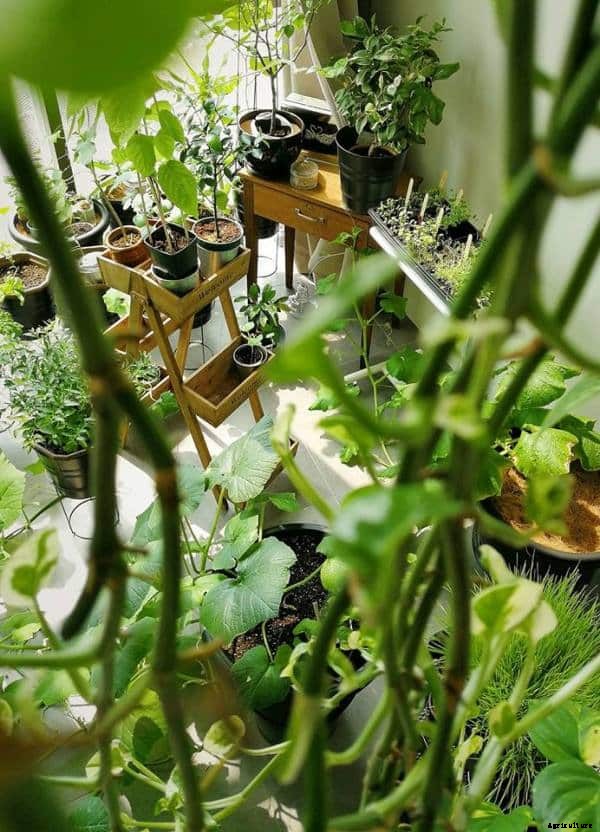 Indoor Growing, Gardening Ideas and Tips
