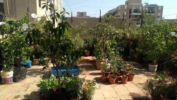 Terrace Gardening (Rooftop Gardening) Information