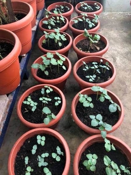 Terrace Gardening (Rooftop Gardening) Information