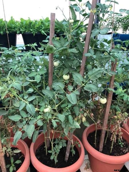 Terrace Gardening (Rooftop Gardening) Information