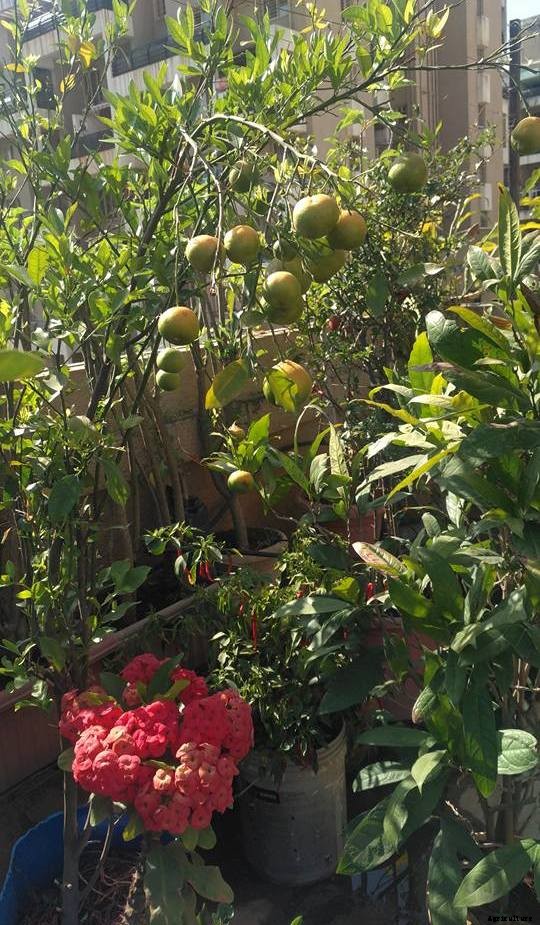 Terrace Gardening (Rooftop Gardening) Information