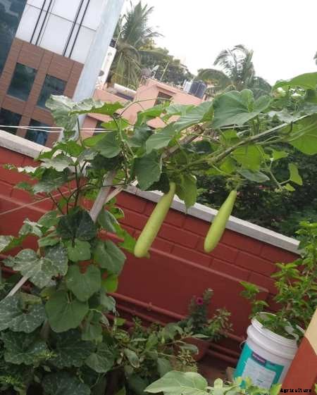 Terrace Gardening (Rooftop Gardening) Information