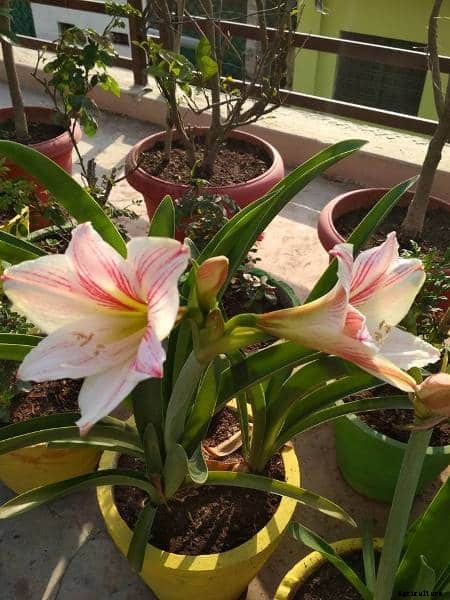 Terrace Gardening (Rooftop Gardening) Information