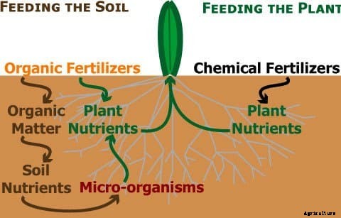 Types of Organic Fertilizers for Plants in Agriculture