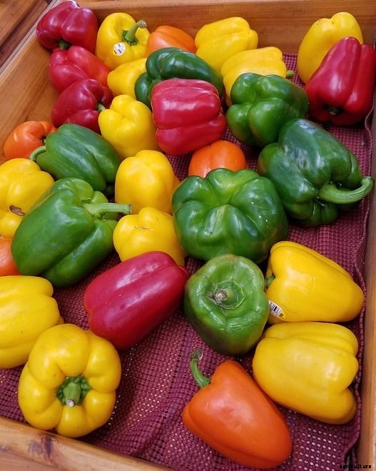 Growing Capsicum In Containers / Pots / Indoors
