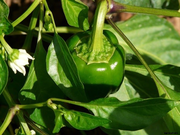 Growing Capsicum In Containers / Pots / Indoors