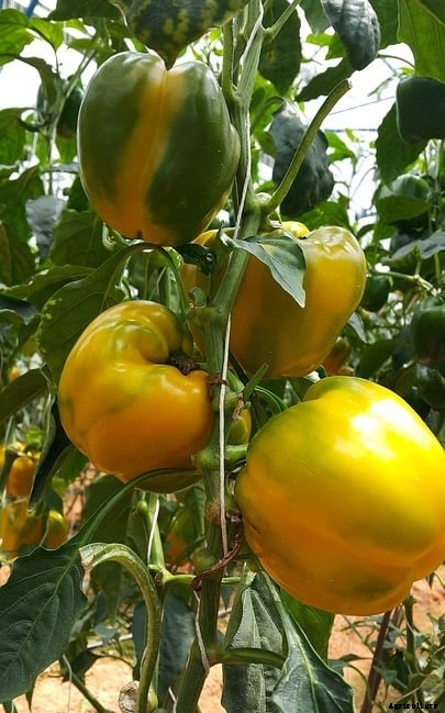 Growing Capsicum In Containers / Pots / Indoors