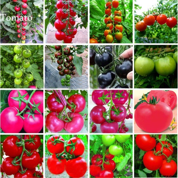 Growing Tomatoes In Containers At Home