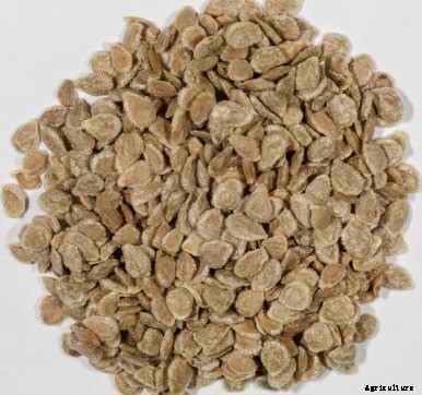 Growing Tomatoes In Containers At Home