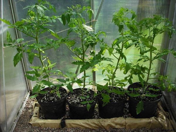 Growing Tomatoes In Containers At Home