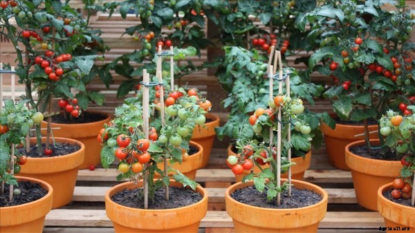 Growing Tomatoes In Containers At Home