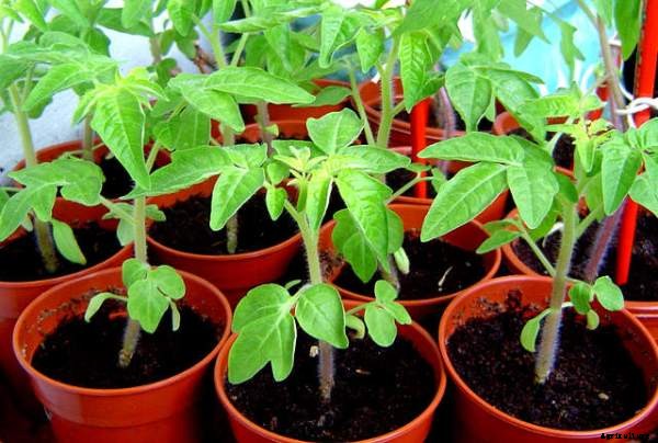 Growing Tomatoes In Containers At Home