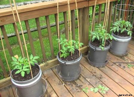 Growing Tomatoes In Containers At Home