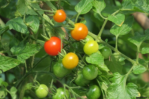 Growing Tomatoes In Containers At Home