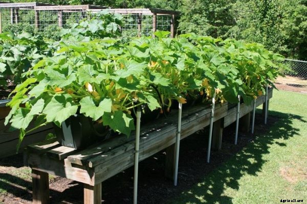 Growing Squash In Containers Information