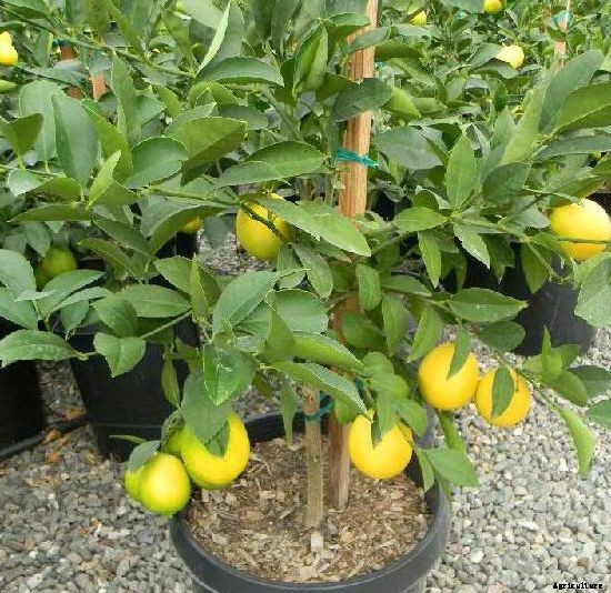 Growing Lemons In Containers Information