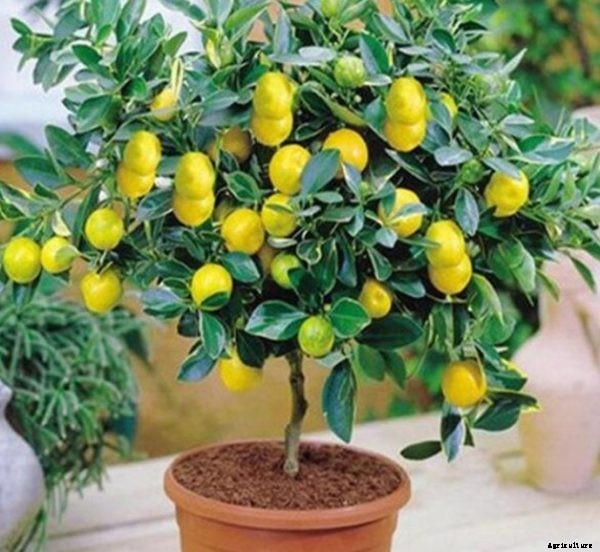 Growing Lemons In Containers Information