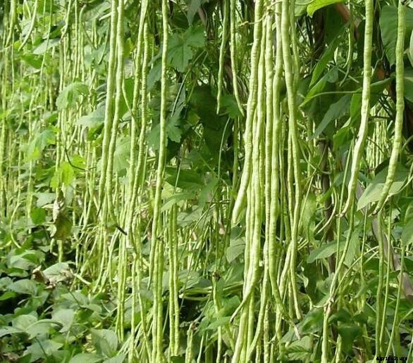 Growing Green Beans In Containers