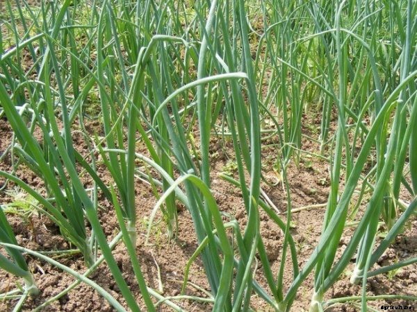 Organic Onion Growing Information and Tips