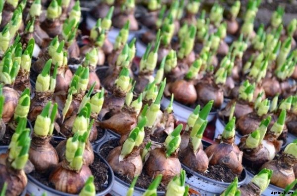 Organic Onion Growing Information and Tips