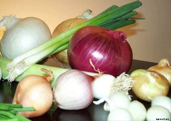 Organic Onion Growing Information and Tips