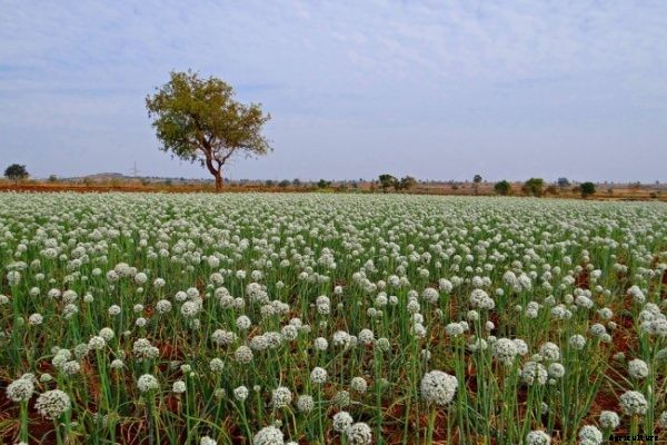 Organic Onion Growing Information and Tips