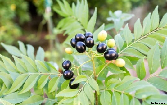 Growing Curry Leaf Plants in Pots / Containers